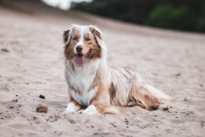 Charlie, the Australian Shepard